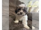 Australian Shepherd PUPPY FOR SALE ADN-838875 - Mini Male Shihpoos