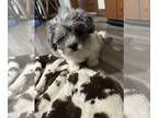 ShihPoo PUPPY FOR SALE ADN-838873 - Male shihpoo