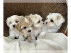 Maltese-Poodle (Toy) Mix PUPPY FOR SALE ADN-838848 - KOREAN MALITPOOS