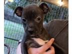 Boxer PUPPY FOR SALE ADN-838842 - Mini Boxer Chihuahua Puppy
