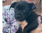 Boxer PUPPY FOR SALE ADN-838840 - Mini Boxer Chihuahua Puppy