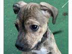 Boxer PUPPY FOR SALE ADN-838839 - Mini Boxer Chihuahua Puppy
