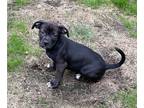 Boxer PUPPY FOR SALE ADN-838838 - Mini Boxer Chihuahua Puppy