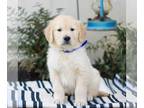 Golden Retriever PUPPY FOR SALE ADN-838822 - AKC Golden Retriever