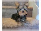 Yorkshire Terrier PUPPY FOR SALE ADN-838819 - Yorkshire Terrier Pup