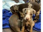 Catahoula Leopard Dog PUPPY FOR SALE ADN-838818 - Catahoula Puppies