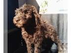 Labradoodle PUPPY FOR SALE ADN-838784 - Snickerdoodle and Twix