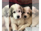 Great Pyrenees PUPPY FOR SALE ADN-838816 - Adorable Great Pyrenees Puppies