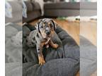 Cavalier King Charles Spaniel-English Bulldog Mix PUPPY FOR SALE ADN-838815 -