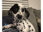 Dalmatian PUPPY FOR SALE ADN-838804 - GloGreen Collar