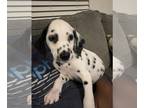 Dalmatian PUPPY FOR SALE ADN-838783 - Clear Collar