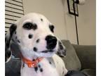 Dalmatian PUPPY FOR SALE ADN-838781 - Orange Collar