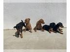 Miniature Pinscher PUPPY FOR SALE ADN-838780 - Litter For Sale