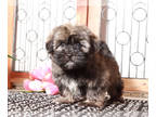 Shorkie Tzu PUPPY FOR SALE ADN-838779 - Smokey Adorable Little Male Shorkie