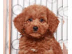 Goldendoodle (Miniature) PUPPY FOR SALE ADN-838777 - Kayla Loving female Mini
