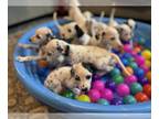 Dalmatian PUPPY FOR SALE ADN-838776 - Green Collar