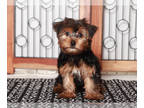 Yorkshire Terrier PUPPY FOR SALE ADN-838775 - Kylie Darling Little female ACA