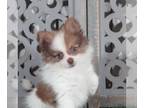 Pomeranian PUPPY FOR SALE ADN-838774 - Walter Sweet Little Male Pomeranian Puppy