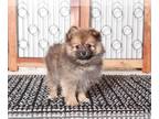 Pomeranian PUPPY FOR SALE ADN-838773 - Leo Cool brown sable Male ACA Pomeranian