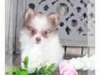 Pomeranian PUPPY FOR SALE ADN-838771 - Pebbles Stunning Female Pomeranian Puppy