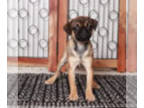 Puggle PUPPY FOR SALE ADN-838770 - Ana Adventurous female Puggle Puppy