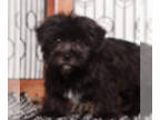 Shih Tzu-Shorkie Tzu Mix PUPPY FOR SALE ADN-838769 - Dot Adorable Little black