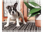 French Bulldog PUPPY FOR SALE ADN-838766 - Chasity Female French Bulldog