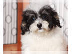 Zuchon PUPPY FOR SALE ADN-838762 - Kristina Female Teddy Bear