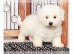 Bichon Frise PUPPY FOR SALE ADN-838761 - Arthur Male Bichon Fries