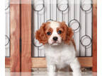 Cavapoo PUPPY FOR SALE ADN-838760 - Kim Female Cavapoo