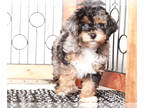 Poodle (Toy) PUPPY FOR SALE ADN-838759 - Max Male Toy Poodle