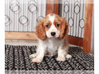 Cavapoo PUPPY FOR SALE ADN-838758 - Alfie Male Cavapoo
