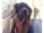 Cavalier King Charles Spaniel PUPPY FOR SALE ADN-838755 - Cavalier King Charles