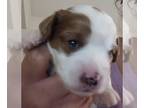 Cavapoo PUPPY FOR SALE ADN-838753 - Cavapoo female