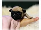Pug PUPPY FOR SALE ADN-838739 - 8 Pug Puppies Born on Oct 30th CKC Reg