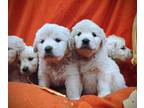 English Cream Golden Retriever PUPPY FOR SALE ADN-838731 - Rosehavens AKC Golden
