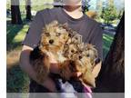 Yorkshire Terrier PUPPY FOR SALE ADN-838730 - Blue eyed yorkies