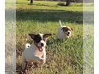 Jack Russell Terrier PUPPY FOR SALE ADN-838728 - Jack Russell Puppies