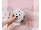 Maltese PUPPY FOR SALE ADN-838726 - Close To Naples I can Hand Deliver Maltese