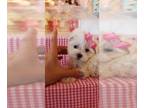 Morkie PUPPY FOR SALE ADN-838724 - Maltese puppies
