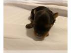 Yorkshire Terrier PUPPY FOR SALE ADN-838712 - Yorkies