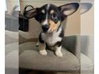 Pembroke Welsh Corgi PUPPY FOR SALE ADN-838710 - Corgi Puppy