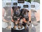 German Shepherd Dog PUPPY FOR SALE ADN-838703 - GERMAN SHEPHERD PUPPIES