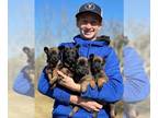 Belgian Malinois PUPPY FOR SALE ADN-838702 - AKC European Marsha