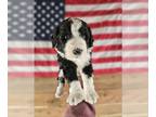 Bernedoodle PUPPY FOR SALE ADN-838698 - F1B Bernedoodles ready on Thanksgiving