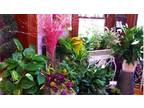Business For Sale: Flower & Gift Boutique