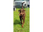 Groot, Labrador Retriever For Adoption In Fort Myers, Florida
