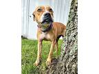 Nat, Terrier (unknown Type, Small) For Adoption In Fort Myers, Florida