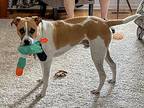Doozy, American Staffordshire Terrier For Adoption In New York, New York
