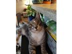 Titan, Domestic Shorthair For Adoption In Bellingham, Washington
